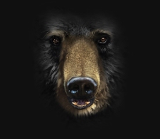 位图动物动物特写狗熊色彩免费素材