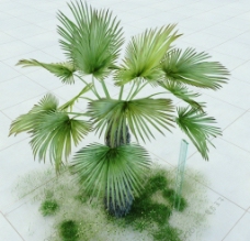 景观设计棕榈树图片