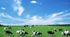 蓝天白云草地牧场奶牛图片