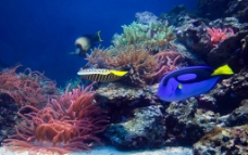 生物世界缤纷海底世界海底生物图片