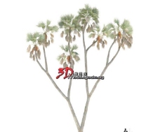 树木Hyphaenethebaica非洲棕榈菲洲椰子042