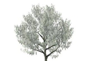 树木6