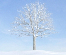 树叶plant043冬季落叶树木积雪的大树
