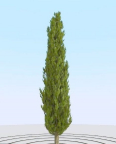 树木高精细柏树模型cypress105