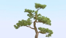 树木高精细松树日本松树模型japanpine02