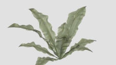 Fern 蕨类植物
