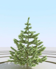 树木高精细冷杉树模型fir402
