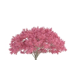 高精细樱桃树Cherrytree带贴图