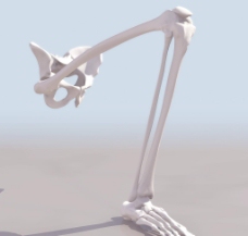 LEXTREM 脚骨架模型01