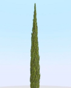 树木高精细柏树模型cypress208