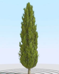 树木高精细柏树模型cypress106