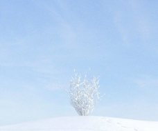 玉器005plant005冬季雪景无叶树
