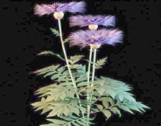 紫色花朵花瓶08
