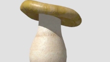 Mushroom蘑菇