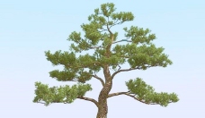树木高精细松树日本松树模型japanpine05