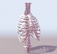 THORAX 胸骨架模型01