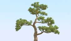 树木高精细松树日本松树模型japanpine01