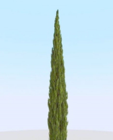 树木高精细柏树模型cypress205