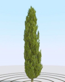 树木高精细柏树模型cypress104