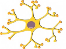 神经元的中间神经元2