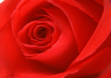 红玫瑰背景图