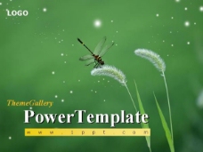 漂亮的蜻蜓PPT动画模板