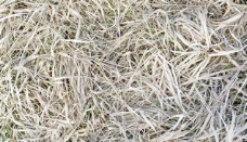 免费的图像 干燥 草 地面 干草