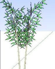 草图大师模型竹子Sketchup模型