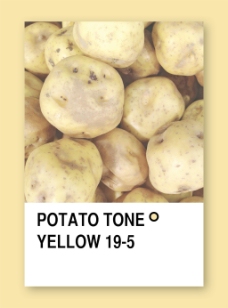 马铃薯色调的黄色样本设计