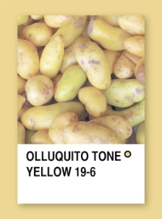 olluquito色调的黄色样本设计