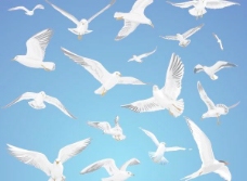 海鸥在天空自由飞翔的矢量素材
