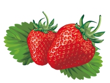 新鲜的草莓矢量素材