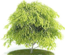 国外精品植物树木灌木3D模型65套4