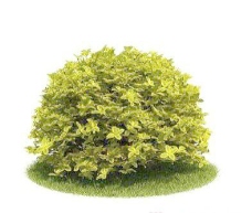 国外精品植物树木灌木3D模型75套3