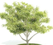 国外精品植物树木灌木3D模型65套3