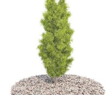 国外精品植物树木灌木3D模型125套4