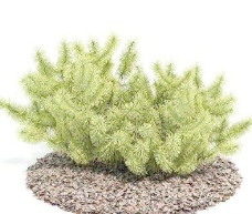 国外精品植物树木灌木3D模型55套4