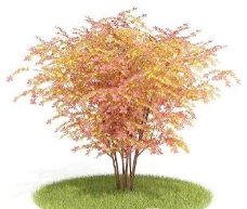 国外精品植物树木灌木3D模型35套5