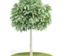 国外精品植物树木灌木3D模型75套1