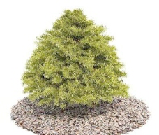 国外精品植物树木灌木3D模型85套3