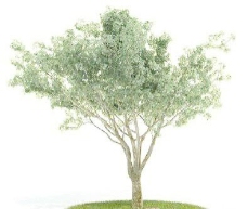 国外精品植物树木灌木3D模型15套3
