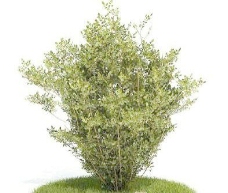 国外精品植物树木灌木3D模型15套5