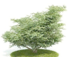 国外精品植物树木灌木3D模型25套3