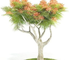 国外精品植物树木灌木3D模型45套2