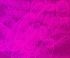 粉红色的细胞结构