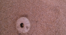 沙滩海胆图片