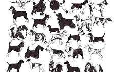 宠物狗各种各样的黑色和白色的狗狗矢量素材