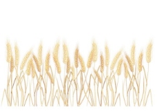 小麦玉米黄耳02矢量素材
