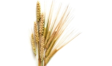 小麦穗图片