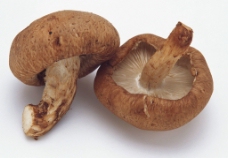 蘑菇   菌类   香菇图片